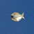 SIL/9ct CAST FISH SLIDER PENDANT      +C